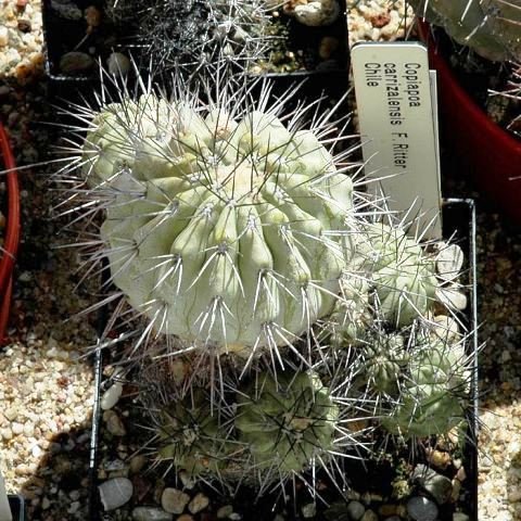 Copiapoa_carrizalensis